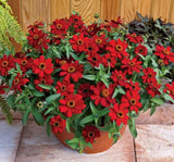 Zinnia Çiçeği Tohumu ( Mini Çiçekli, Kirli Hanım ) Kırmızı Renkli - 5 Tohum - MegCiTo