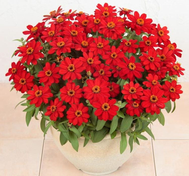Zinnia Çiçeği Tohumu ( Mini Çiçekli, Kirli Hanım ) Kırmızı Renkli - 5 Tohum - MegCiTo