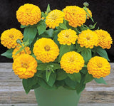 Zinnia ( Kirli Hanım ) Büyük Geniş Çiçekli - SARI ( 5 Tohum ) - MegCiTo