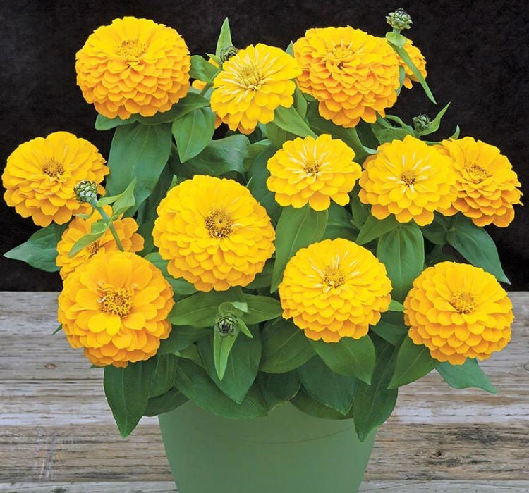 Zinnia ( Kirli Hanım ) Büyük Geniş Çiçekli - SARI ( 5 Tohum ) - MegCiTo