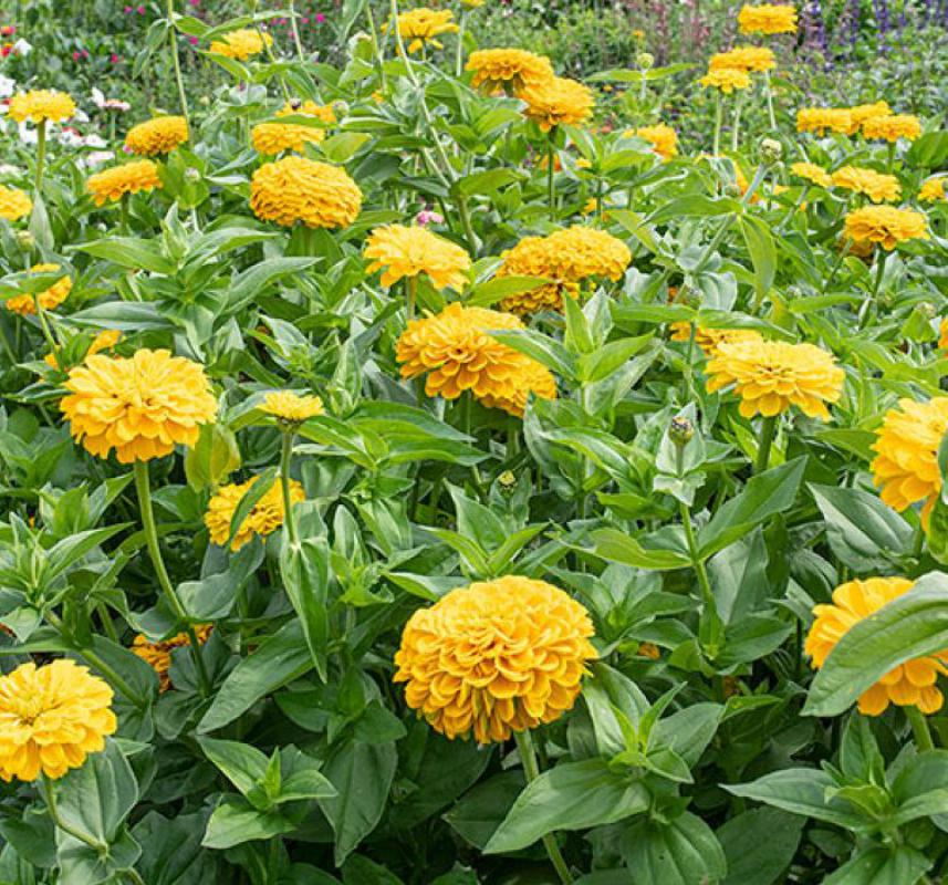 Zinnia - Kirli Hanım Tohumu ( Dev çiçekli, Uzun Boylu ) - Sarı Renkli - 5 Tohum - MegCiTo