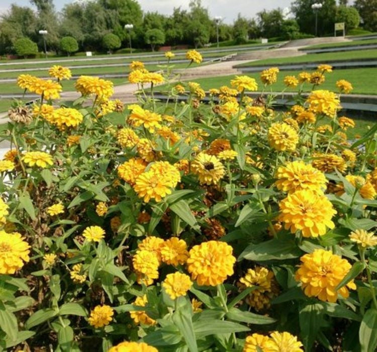 Zinnia ( Kirli Hanım ) Büyük Geniş Çiçekli - SARI ( 5 Tohum ) - MegCiTo