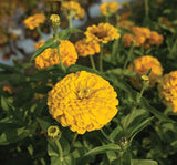 Zinnia - Kirli Hanım Tohumu ( Dev çiçekli, Uzun Boylu ) - Sarı Renkli - 5 Tohum - MegCiTo