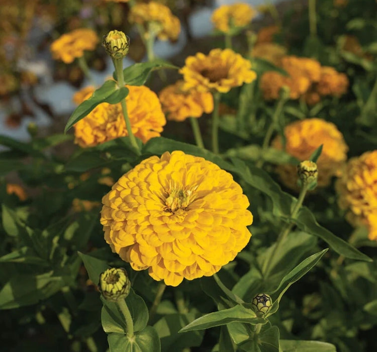 Zinnia - Kirli Hanım Tohumu ( Dev çiçekli, Uzun Boylu ) - Sarı Renkli - 5 Tohum - MegCiTo