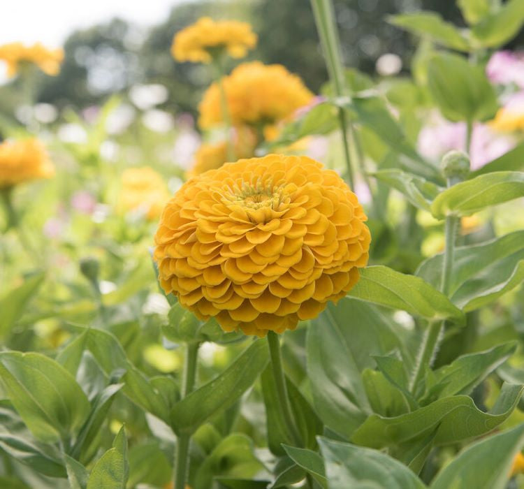 Zinnia - Kirli Hanım Tohumu ( Dev çiçekli, Uzun Boylu ) - Sarı Renkli - 5 Tohum - MegCiTo