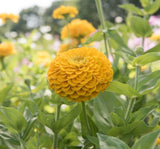 Zinnia - Kirli Hanım Tohumu ( Dev çiçekli, Uzun Boylu ) - Sarı Renkli - 5 Tohum - MegCiTo