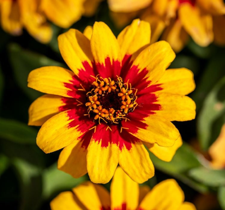 Zinnia Çiçeği Tohumu ( Mini Çiçekli, Kirli Hanım ) Sarı Kırmızı Renkli - 5 Tohum - MegCiTo