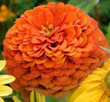 Zinnia - Kirli Hanım Tohumu ( Dev çiçekli, Uzun Boylu ) - Turuncu Renkli - 5 Tohum - MegCiTo