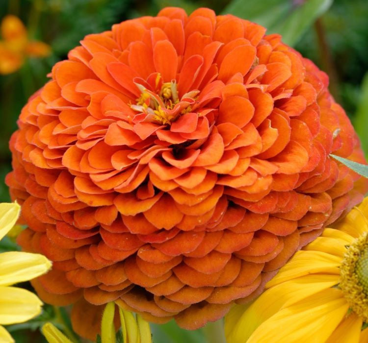 Zinnia - Kirli Hanım Tohumu ( Dev çiçekli, Uzun Boylu ) - Turuncu Renkli - 5 Tohum - MegCiTo