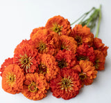 Zinnia - Kirli Hanım Tohumu ( Dev çiçekli, Uzun Boylu ) - Turuncu Renkli - 5 Tohum - MegCiTo