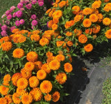 Zinnia ( Kirli Hanım ) Büyük Geniş Çiçekli - TURUNCU ( 5 Tohum ) - MegCiTo