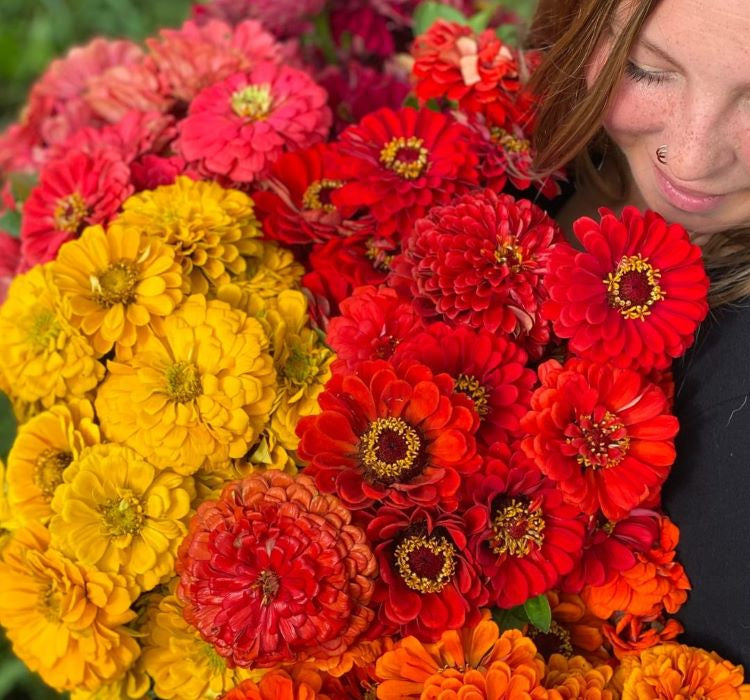 Zinnia - Kirli Hanım Tohumu ( Dev çiçekli, Uzun Boylu ) - Turuncu Renkli - 5 Tohum - MegCiTo