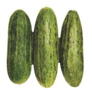 ACUR TÜYLÜ ( ÇOKLU TOHUM ) - 5 Gram