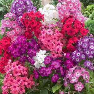 ALEV ÇİÇEĞİ ( ÇOKLU TOHUM ) - 200 Tohum - KARIŞIK Renk