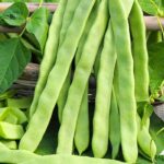 FASULYE ALMAN AYŞE ( ÇOKLU TOHUM ) - 25 Gram