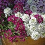 Alyssum Tohumu ( Kraliyet Halısı ) Karışık Renkli - 40 Tohum