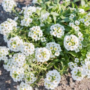 ALYSSUM ( ÇOKLU TOHUM ) - 250 Tohum - BEYAZ Renk