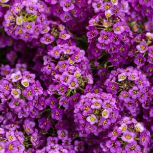 ALYSSUM ( ÇOKLU TOHUM ) - 250 Tohum - MOR Renk