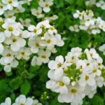 Arabis Tohumu ( Alp Kesimi ) Beyaz Renkli - 20 Tohum