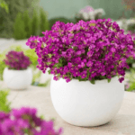 Arabis Tohumu ( Alp Kesimi ) Kırmızı Renkli - 20 Tohum