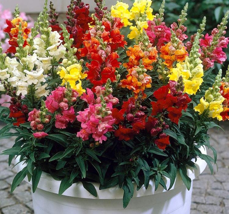 Aslanağzı Tohumu ( İri Çiçekli ) Karışık Renkli – Tohum ekimi, Bakımı ve Faydaları