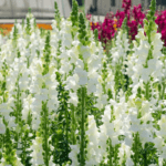 Aslanağzı Tohumu ( Kesimlik ) Beyaz Renkli - 20 Tohum