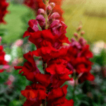 Aslanağzı Tohumu ( Kesimlik ) Kırmızı Renkli - 20 Tohum