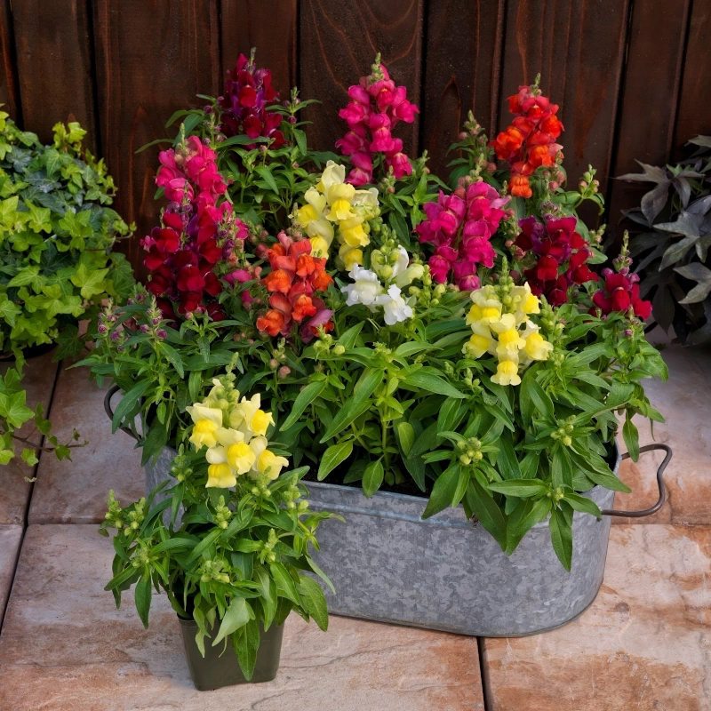 ASLAN AĞZI SAKSILIK (10 TOHUM) KARIŞIK RENK – Tohum ekimi, Bakımı ve Faydaları