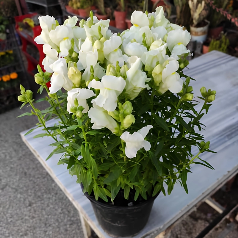 ASLAN AĞZI SAKSILIK (10 TOHUM) BEYAZ – Tohum ekimi, Bakımı ve Faydaları