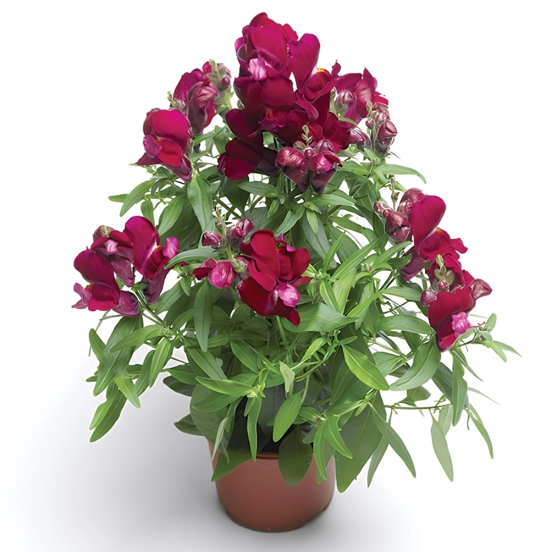 ASLAN AĞZI SAKSILIK (10 TOHUM) VİOLET – Özellikleri, Bakımı ve Yetiştiriciliği