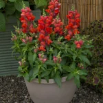 ASLAN AĞZI SAKSILIK (10 TOHUM) TURUNCU