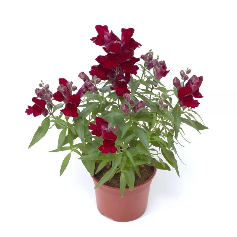 ASLAN AĞZI SAKSILIK (10 TOHUM) KIRMIZI – Özellikleri ve Pratik Bakım Rehberi