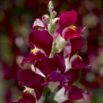 ASLAN AĞZI SAKSILIK (10 TOHUM) BURGUNDY