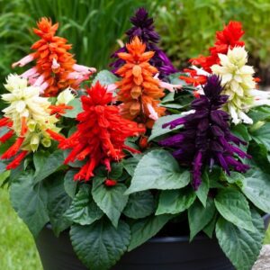 ATEŞ ÇİÇEĞİ ( ÇOKLU TOHUM ) - 75 Tohum - KARIŞIK Renk