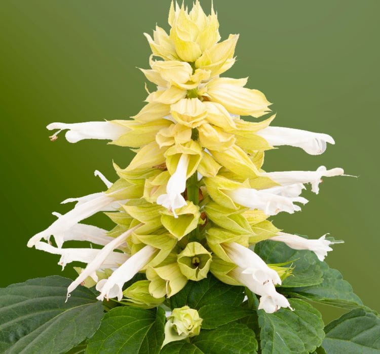 Ateş Çiçeği Tohumu ( Bodur Çok Çiçekli ) Beyaz Renkli – Nasıl Yetiştirilir? Bakım ve Özellikleri