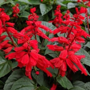 Ateş Çiçeği Tohumu ( Bodur Çok Çiçekli ) Kırmızı Renkli - 15 Tohum