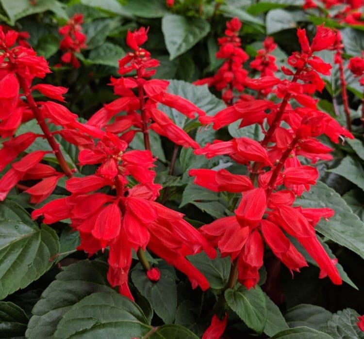 Ateş Çiçeği Tohumu ( Bodur Çok Çiçekli ) Kırmızı Renkli – Yetiştirme, Bakım ve Sulama İpuçları