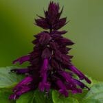 Ateş Çiçeği Tohumu ( Bodur Çok Çiçekli ) Mor Renkli - 15 Tohum