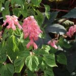 Ateş Çiçeği Tohumu ( Bodur Çok Çiçekli ) Pembe Renkli - 15 Tohum