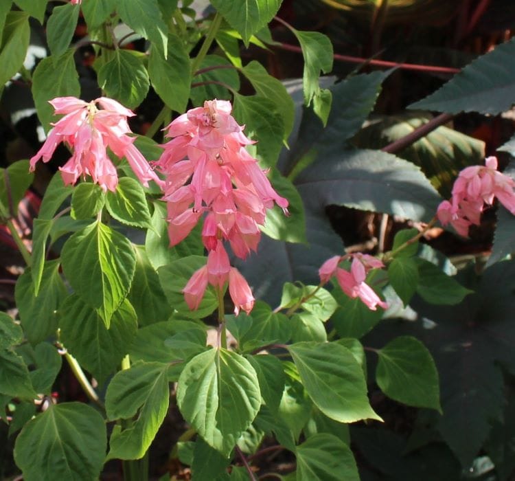 Ateş Çiçeği Tohumu ( Bodur Çok Çiçekli ) Pembe Renkli – Tohum ekimi, Bakımı ve Faydaları
