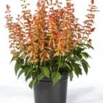 Ateş Çiçeği Tohumu ( Bodur Çok Çiçekli ) Somon Renkli - 15 Tohum