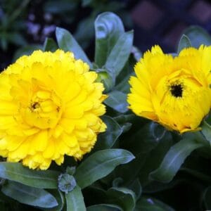 Aynı Sefa Tohumu ( Bon Bon Uzun Boylu ) - Sarı Renkli - 40 Tohum