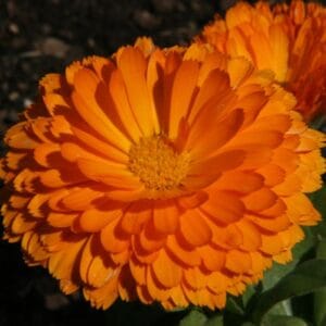 Aynı Sefa Tohumu ( Bon Bon Uzun Boylu ) - Turuncu Renkli - 40 Tohum