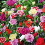 BAHÇE KARANFİLİ ( ÇOKLU TOHUM ) - 50 Tohum - KARIŞIK Renk