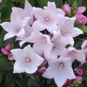 Balon Çiçeği ( Katmerli ) Pembe Renkli - 5 Tohum