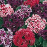 Bardak Menekşesi Tohumu ( Çoklu Tohum ) Karışık Renkli - 5 Tohum