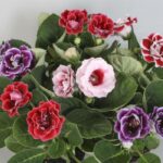 Bardak Menekşesi Tohumu ( Katmerli Büyük Çiçek ) Karışık Renkli - 8 Tohum