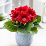 Bardak Menekşesi Tohumu ( Katmerli Büyük Çiçek ) Kırmızı Renkli - 5 Tohum