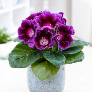 Bardak Menekşesi tohumları hakkında bilgilere