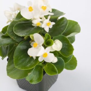 Şeker Begonya Tohumu Beyaz Renkli